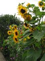 IMG_2109, (3)